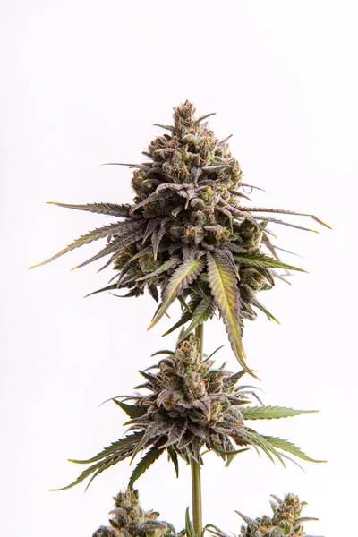 Detalle de Cannabis flower (CBD dream strain) aislado sobre blanco —  Fotos de Stock