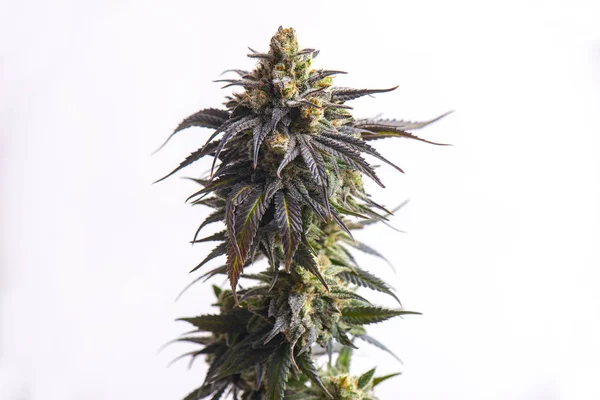 Detalle de Cannabis flower (CBD dream strain) aislado sobre blanco —  Fotos de Stock