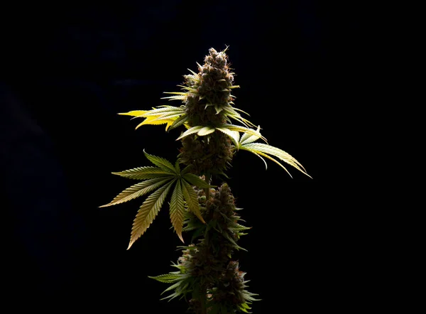 Cannabis flower (Sour diesel marijuana strain) on a vase isolate — Stock Photo, Image