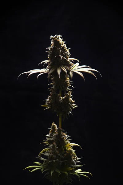 Цветок конопли (кислой дизельной марихуаны) на вазе изолировать — стоковое фото
