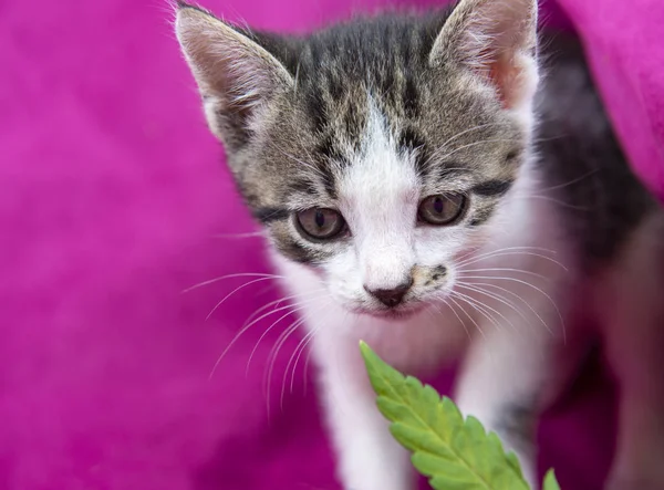 小猫闻到粉红色的背景大麻叶 — 图库照片