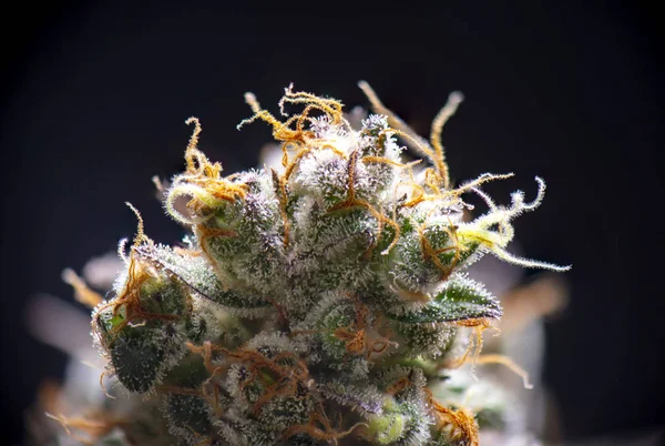 Detalhe macro da flor de Cannabis (estirpe diesel azedo) ov isolado — Fotografia de Stock