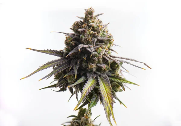 Macro dettaglio di Cannabis fiore isolato su sfondo bianco — Foto Stock