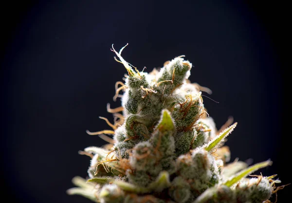 Detalle macro de flor de cannabis aislada sobre fondo negro — Foto de Stock