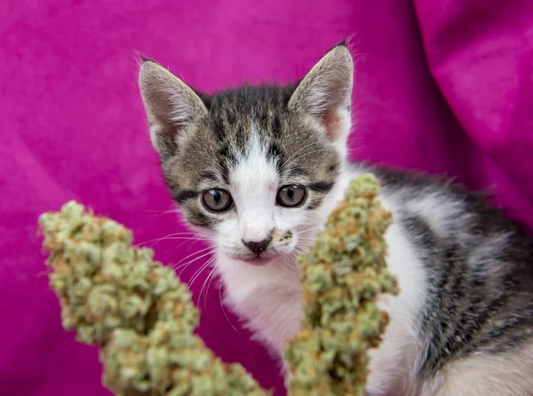小猫在粉红色背景上闻到大麻叶的味道 — 图库照片