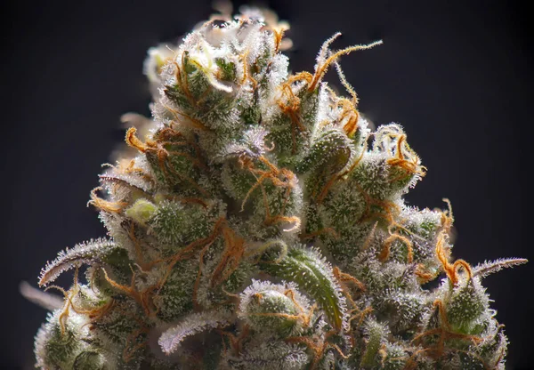 Detalhe macro da flor de Cannabis com tricomas visíveis — Fotografia de Stock