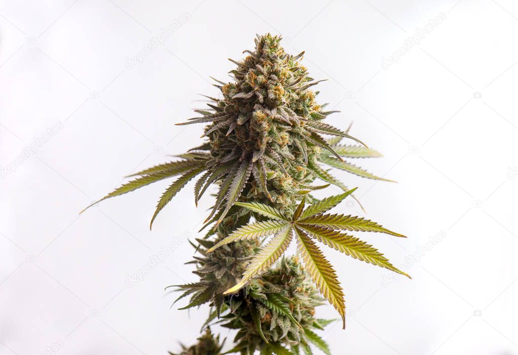 Macro detail of Cannabis flower isolated over white background