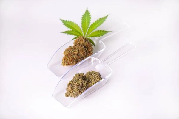 Papilas de cannabis secas com folha de maconha isolada sobre branco — Fotografia de Stock