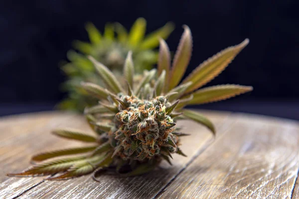 Detalj av blommande cannabis blomma med löv och synlig Trico — Stockfoto