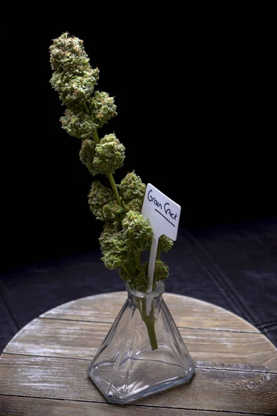 Cannabis flower (green crack marijuana strain) on a vase isolate — Stock Photo, Image