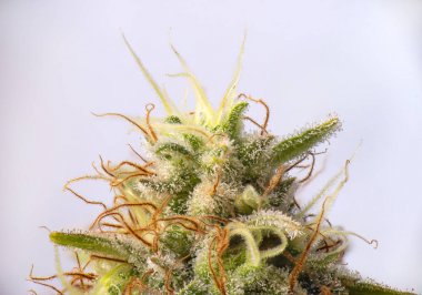 Esrar çiçek (beyaz kritik suşu) görünür trichomes ile