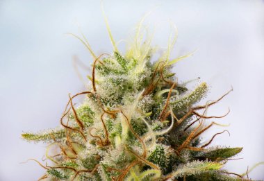 Cannabis flower (white critical strain) with visible trichomes clipart
