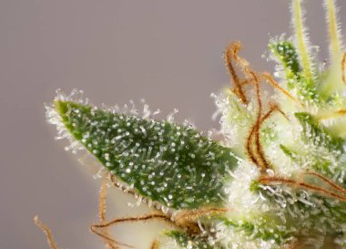 Esrar çiçek (beyaz kritik suşu) görünür trichomes ile