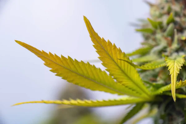 Cannabis blomma (lila drottning hybrid stam) växande inomhus — Stockfoto