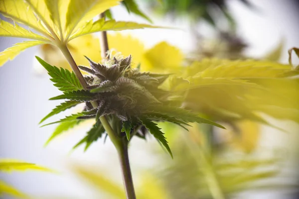 Cannabis virág (lila királyné hibrid törzs) növekvő beltéri — Stock Fotó