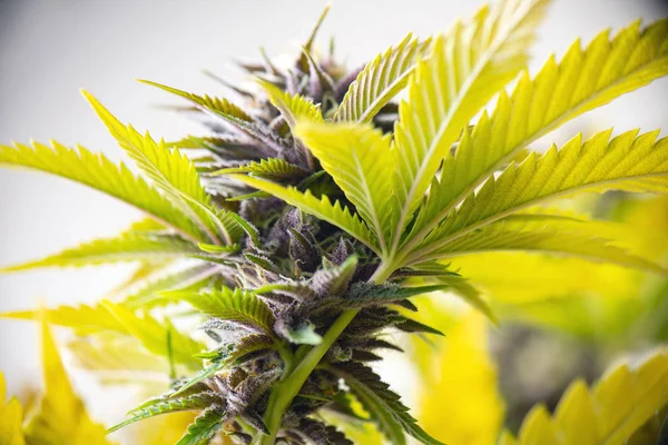 Fleur de cannabis (variété hybride reine pourpre) croissant à l'intérieur — Photo