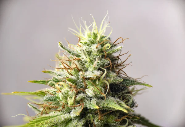 Cannabisblüte (weißer kritischer Stamm) mit sichtbaren Trichomen — Stockfoto