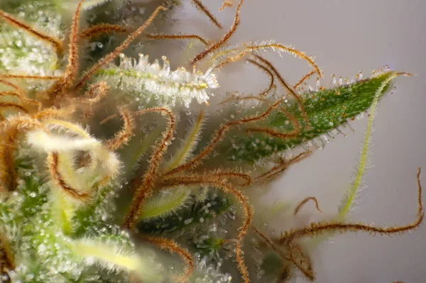 Cannabis blomma (vit kritisk stam) med synliga trichomes — Stockfoto