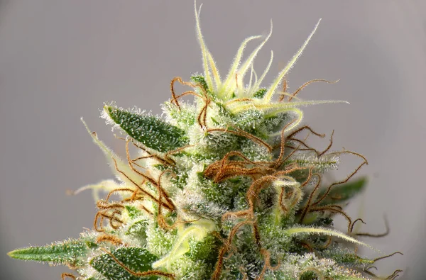 Cannabis blomma (vit kritisk stam) med synliga trichomes — Stockfoto