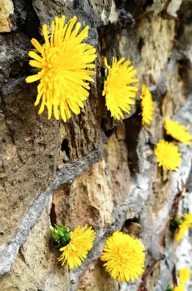 Несколько цветов желтых одуванчиков висят на кирпичной стене — стоковое фото