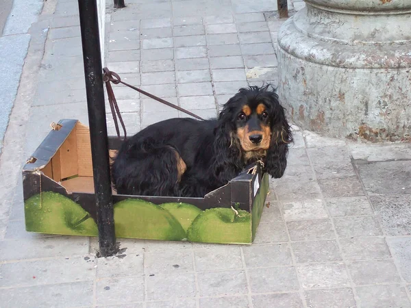 Een kleine hond zit in een fruitdoos vastgebonden aan een paal in de stad — Stockfoto