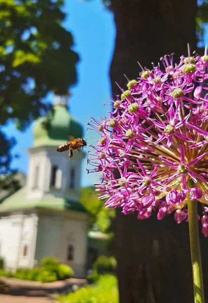 Una abeja volando cerca de una gran flor, en el fondo una iglesia borrosa —  Fotos de Stock