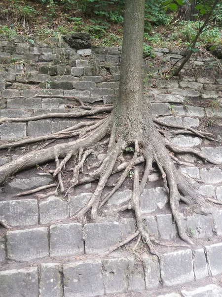 Árbol Crece Ladera Piedra Pirámide Escalonada Numerosas Ramas Largas Raíces — Foto de Stock