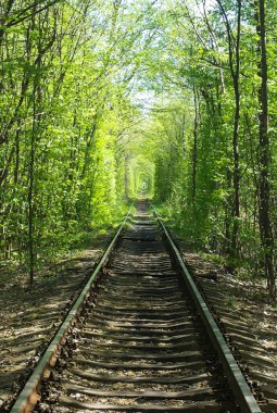 Demiryolu rayları yeşil ormana kurulur ve ağaçlar bir dallar tüneli oluşturur. Raylar mesafeye, perspektife gider.