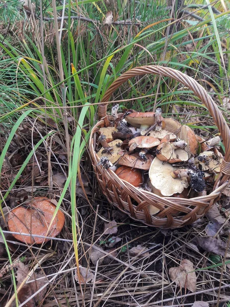 Im Gras im Wald steht ein Korb mit Pilzen. In der Nähe des Korbes wächst ein Pilz. — Stockfoto