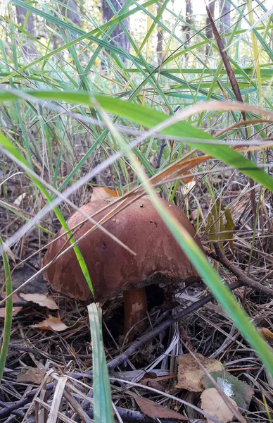 Een paddenstoel groeit in het gras in het bos. Foto 's van dichtbij — Stockfoto