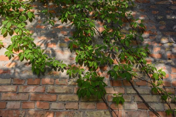 La vite rampicante verde si tesse su una vecchia parete di mattoni, riflettendosi al sole — Foto Stock