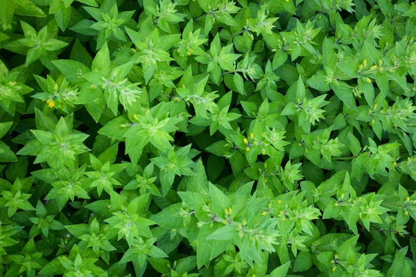 上から撮影された明るい緑の植物がたくさんあります。1つの葉が取られ、開花芽はなかった。. — ストック写真