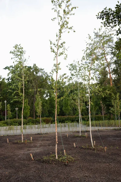 夏季公园里的几棵新的小树 种植在耕地上 — 图库照片