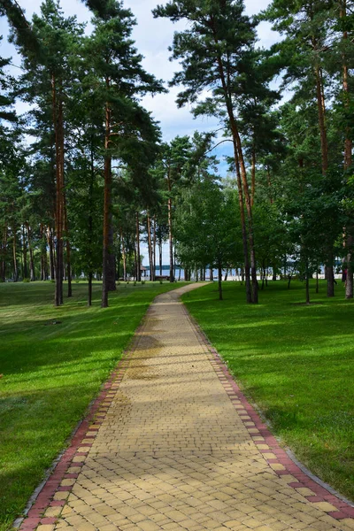 I en tallskog finns en bred kaklad stig. Mot den blå himlen — Stockfoto