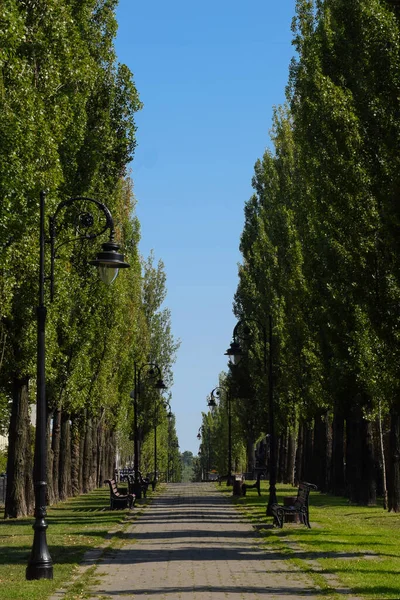 Longo Beco Verão Com Árvores Nas Laterais Postes Iluminação Bancos — Fotografia de Stock