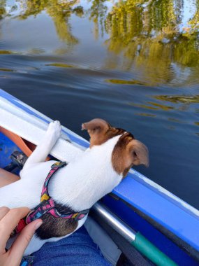 Sahibi ile birlikte bir Jack Russell köpeği nehirde bir teknede yüzüyor. Doğada evcil hayvanı olan aktif bir eğlence.