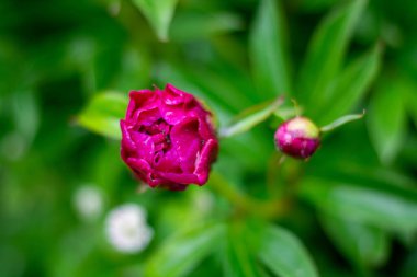 Açılmamış şakayık Bud bahçede. Yeşil yapraklarla çevrili şakayık tomurcuğu. Ev bahçesinde taze şakayık tomurcuğu. Doğal arka plan..