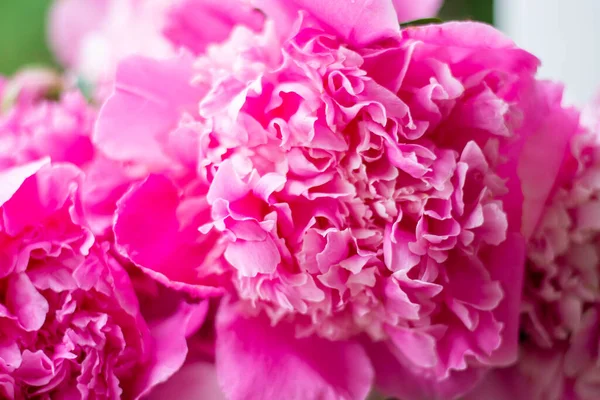 Kwitnące kwiaty bukiet piwonii przetargu różowy kolor. — Zdjęcie stockowe