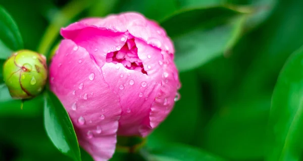 Квітучі квіти піоновидного букета ніжного рожевого кольору . — стокове фото