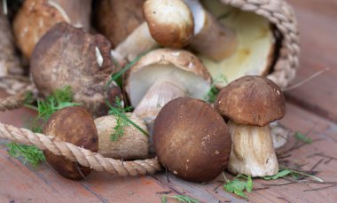 Orman hasırlı sepetten mantar topluyor. Üst görünüm fotokopi alanı. Masada taze çiğ mantar var..