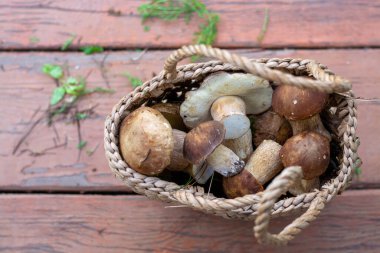 Orman hasırlı sepetten mantar topluyor. Üst görünüm fotokopi alanı. Masada taze çiğ mantar var..