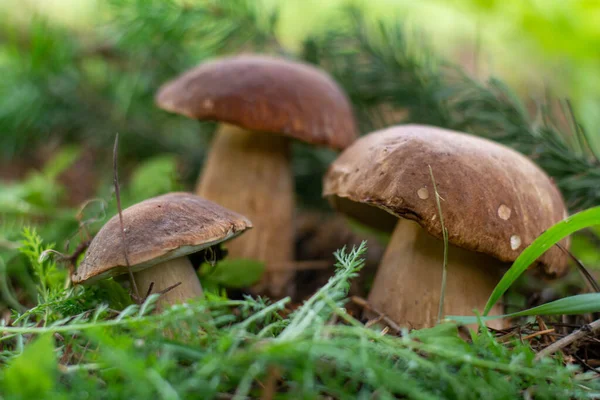 Mantar boletus edilus. Ormanda popüler beyaz mantarlar.