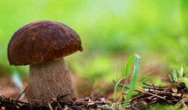Mantar boletus edilus. Ormanda popüler beyaz mantarlar.