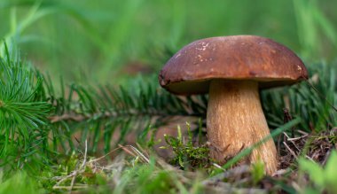 Mantar boletus edilus. Ormanda popüler beyaz mantarlar.