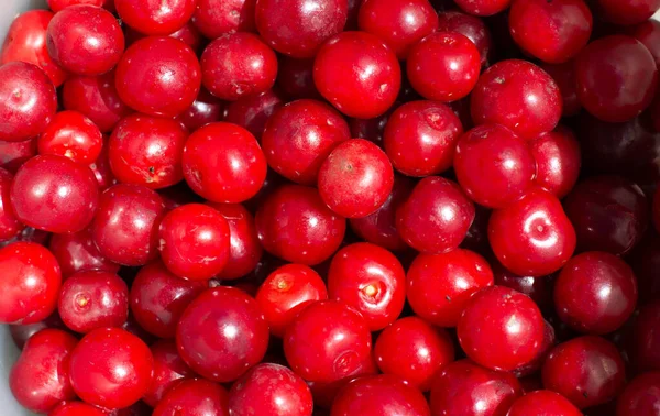 Close up de pilha de cerejas maduras com talos e folhas. Grande coleção de cerejas vermelhas frescas. — Fotografia de Stock