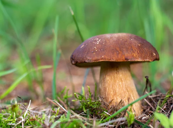 Ormanda kesilmiş mantarlar. Mantar boletus edilus. Ormanda popüler beyaz mantarlar.