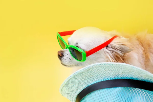 Bandera Amarilla Retrato Perro Chihuahua Sobre Fondo Amarillo Sombrero Azul —  Fotos de Stock