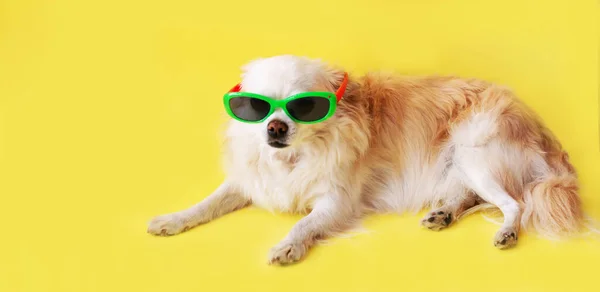 Sarı pankart. Sarı arka planda mavi şapkalı, güneş gözlüklü bir Chihuahua köpeğinin portresi. Eğlence ve seyahat kavramı..