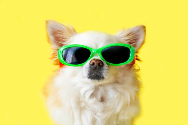 Sarı pankart. Sarı arka planda mavi şapkalı, güneş gözlüklü bir Chihuahua köpeğinin portresi. Eğlence ve seyahat kavramı..