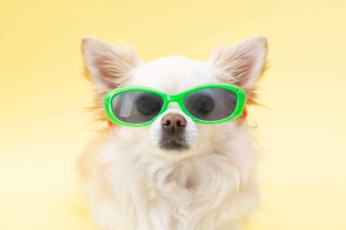 Sarı pankart. Sarı arka planda mavi şapkalı, güneş gözlüklü bir Chihuahua köpeğinin portresi. Eğlence ve seyahat kavramı..